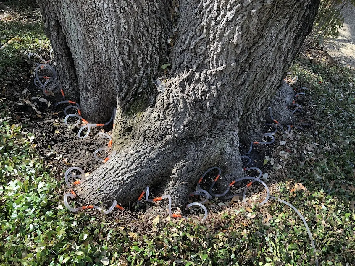 Detailed Tree Cabling and Bracing job site in San Martin