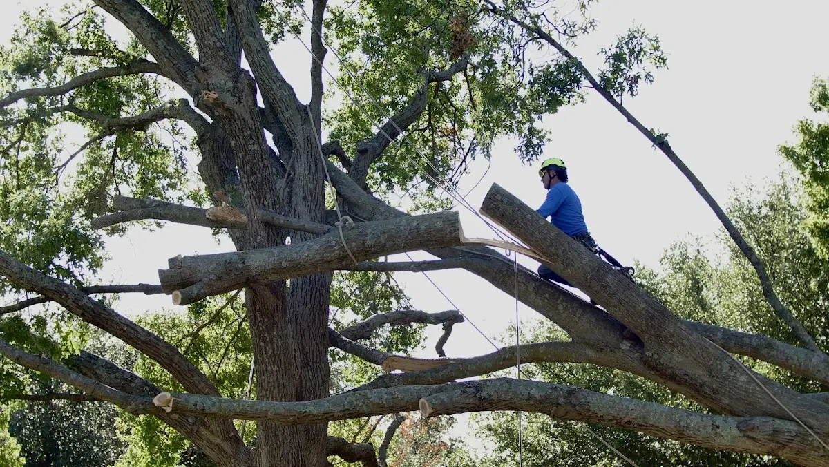 Professional Hazardous Tree Removal performed by certified arborists in San Martin