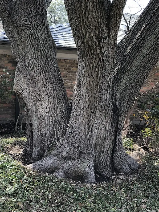 Mature heritage tree close to a San Martin property cared for by certified arborists