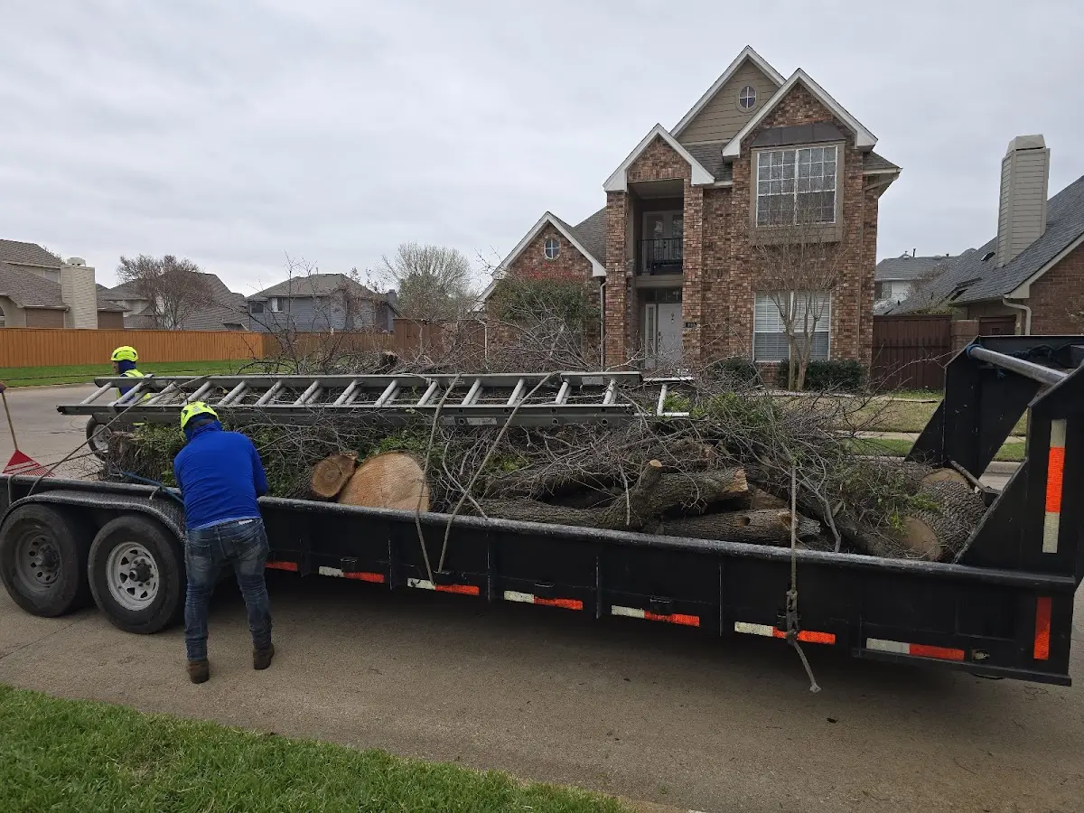 Expert Deadwooding with proper safety equipment in San Martin